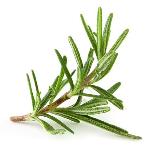 Rosemary